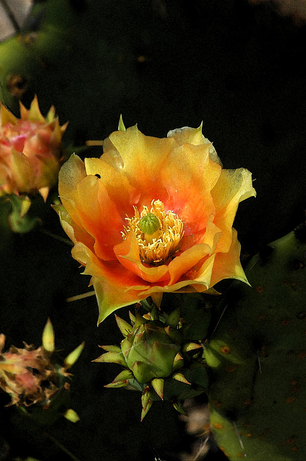 Flowers Still Life Photograph - Cactus Bloom by Robert Anschutz