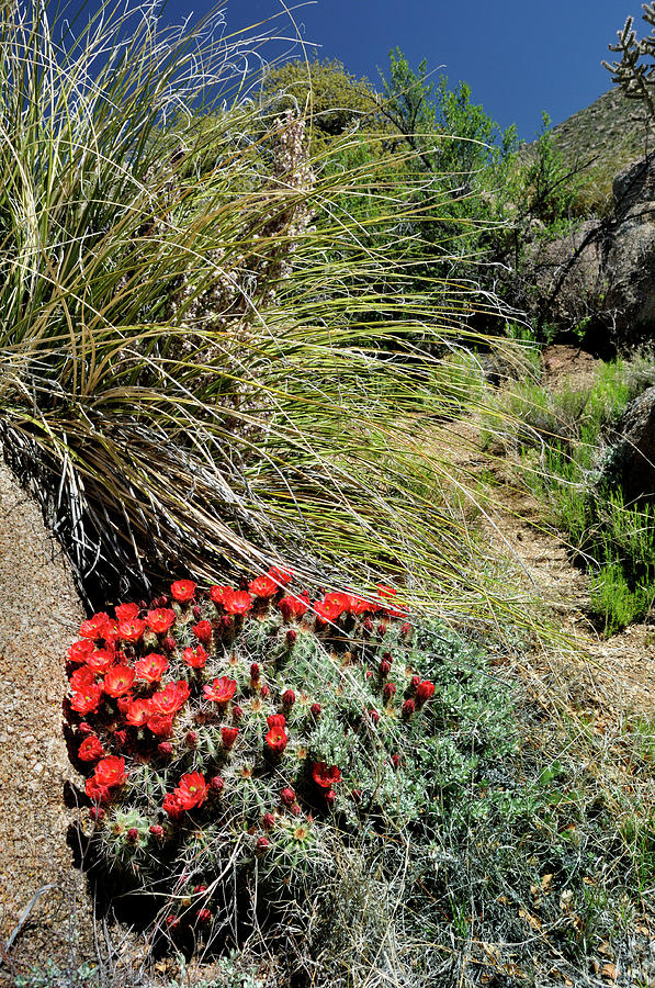 Crimson Barrel Cactus Photograph by Ron Cline