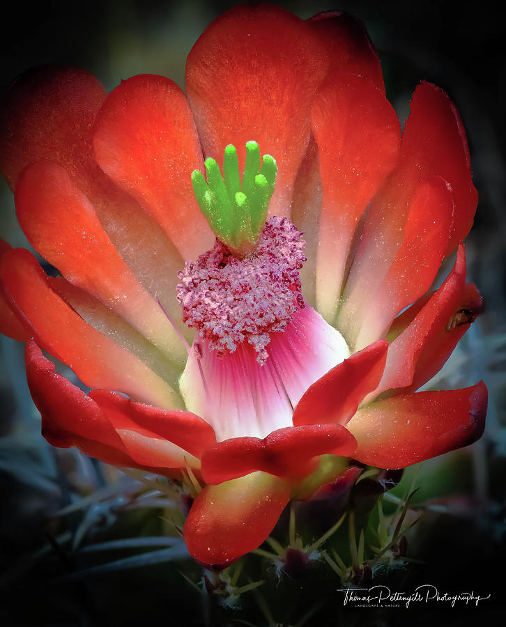 Cactus Bloom Photograph by Thomas Pettengill