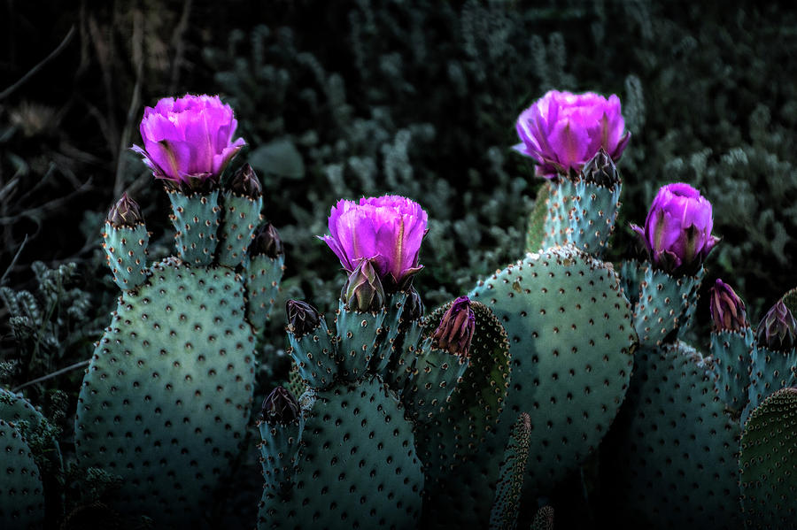 Cactus Blooming in the Anza-Borrego Desert State Park Photograph by Randall Nyhof