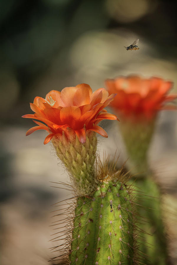 Cactus Blooms and Bee Photograph by Tam Ryan
