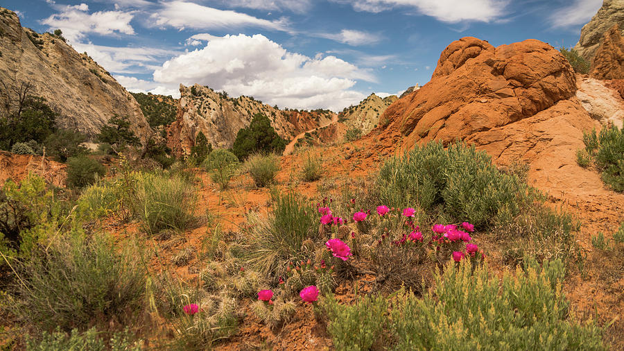 Cactus Blooms Grand Staircase-Escalante Utah Photograph by Lawrence S Richardson Jr