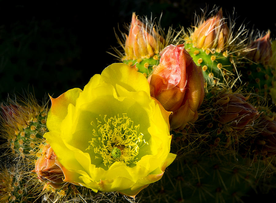 Cactus Blossom  Photograph by Derek Dean