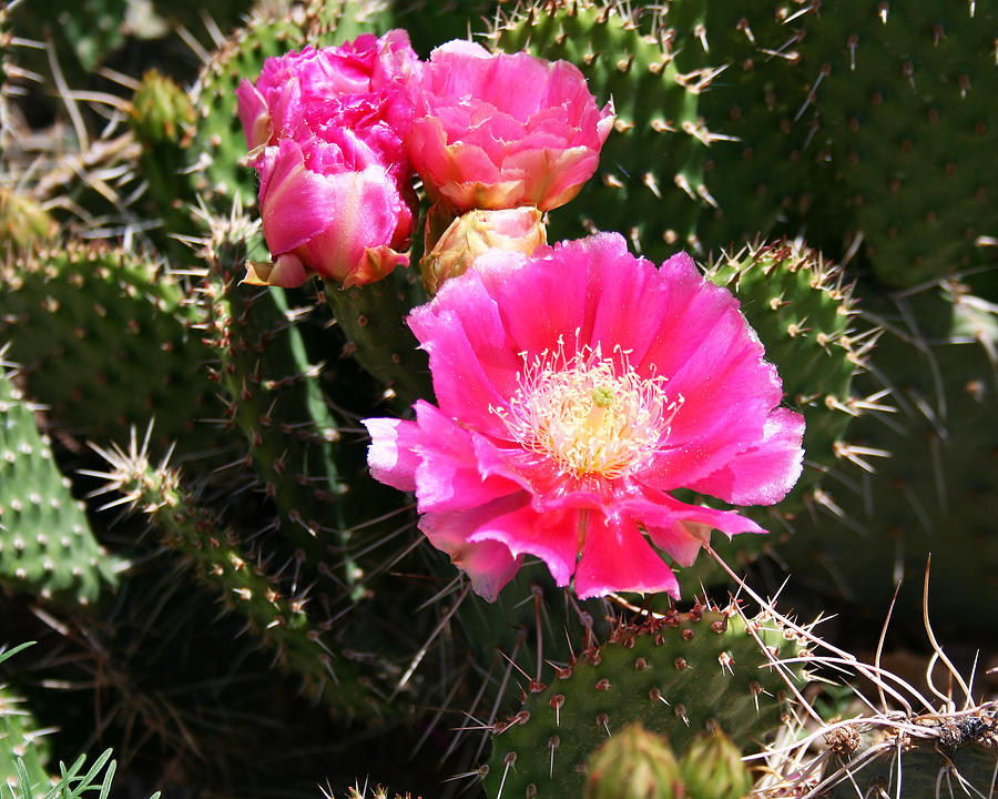 Cactus Blossom Photograph by Lance Young - Fine Art America