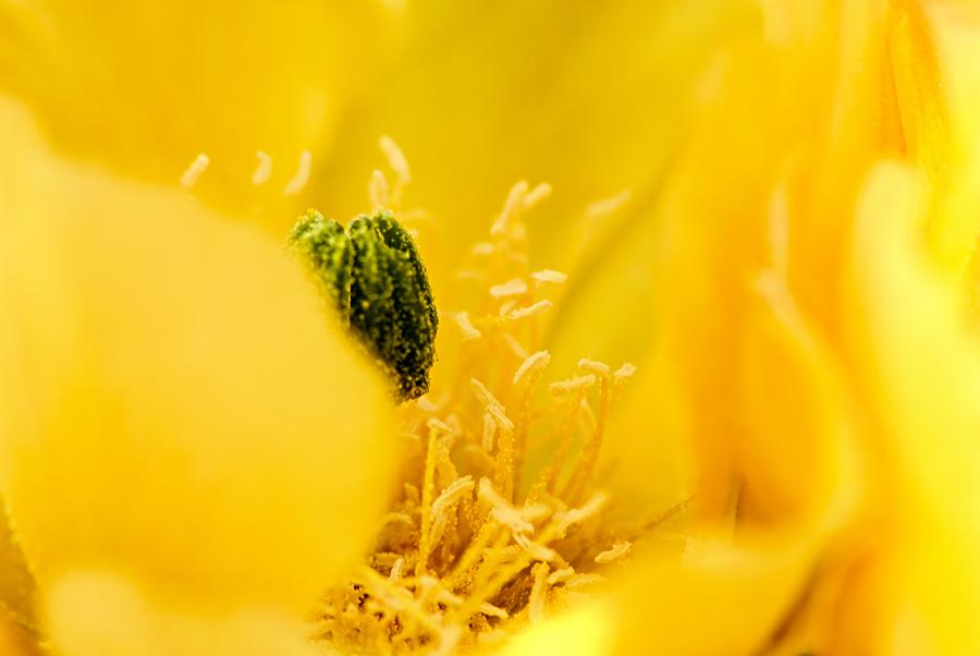 Cactus Blossom Up Close and Personal Photograph by Larry Ricker