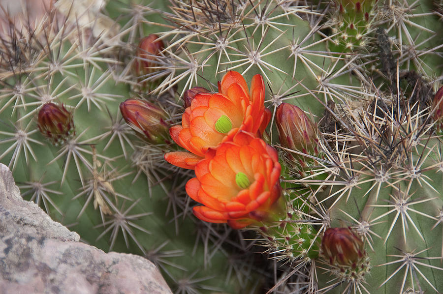 Cactus Blossoms Photograph by Monte Stevens