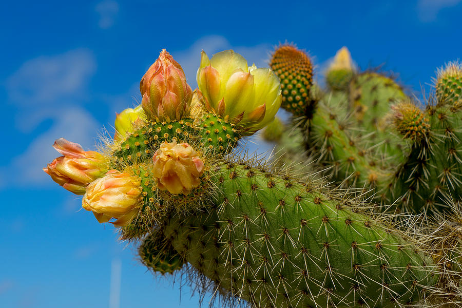 Cactus Blue Photograph by Derek Dean