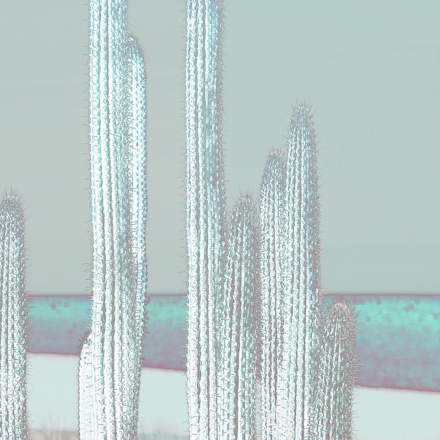 Cactus Digital Art - Cactus-blues by Suzanne Carter
