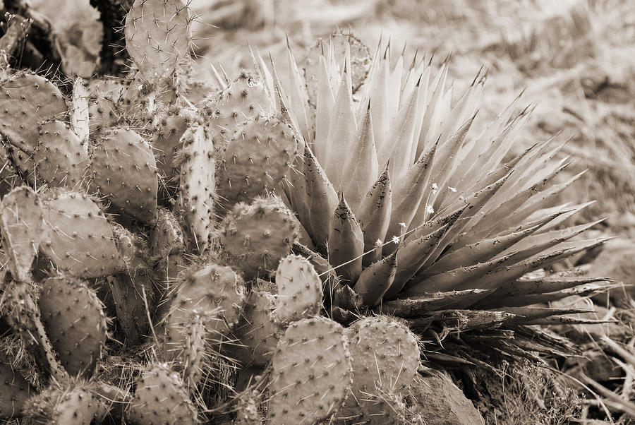 Cactus Photograph by Bob Coates