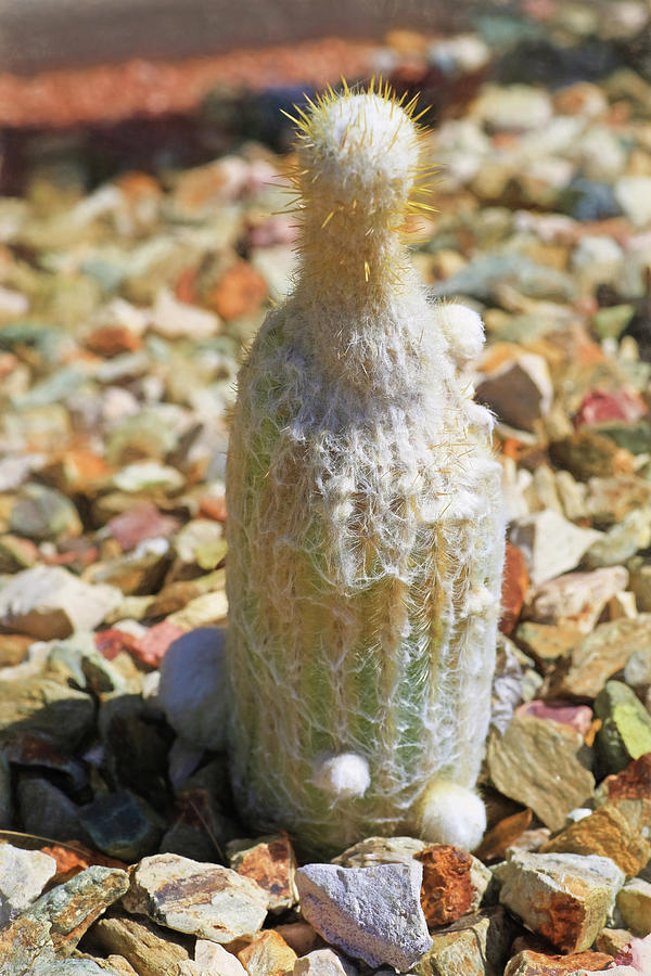 Cactus Bottle Photograph by Donna Kennedy