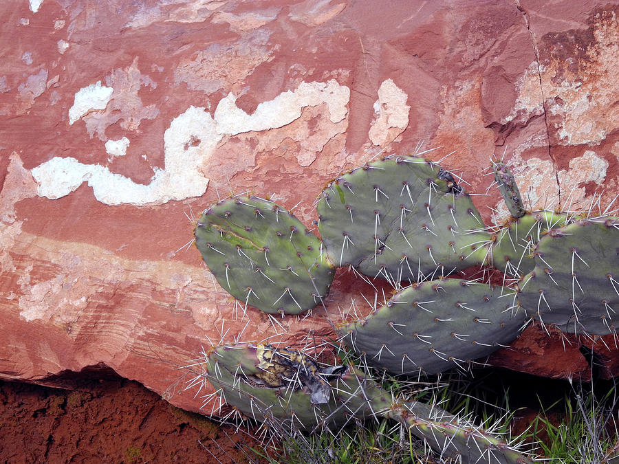 Cactus Boulder Photograph by Lynda Lehmann