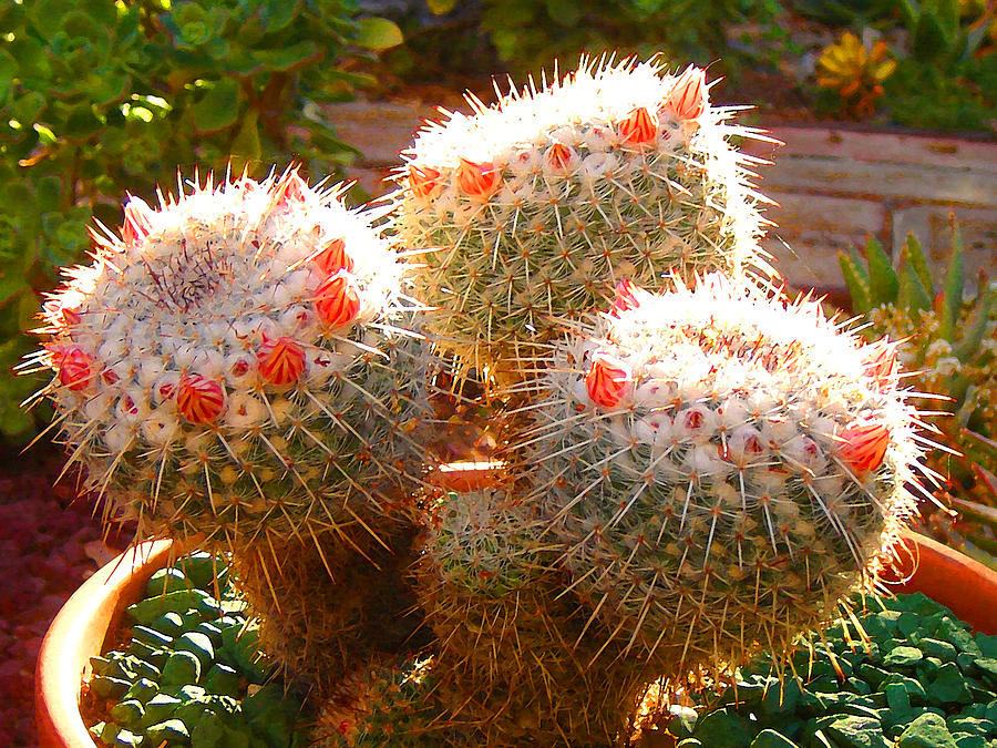 Cactus Buds Photograph by Amy Vangsgard