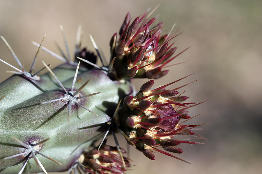 Saguaro National Park Photograph - Cactus Buds by Mary Bedy