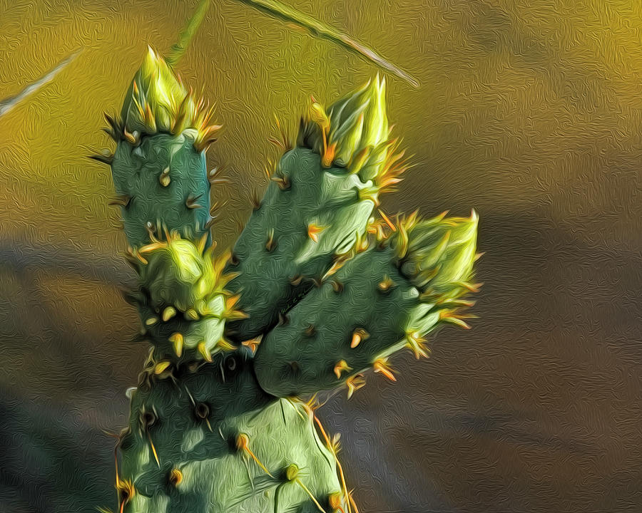 Nature Photograph - Cactus Buds op52 by Mark Myhaver
