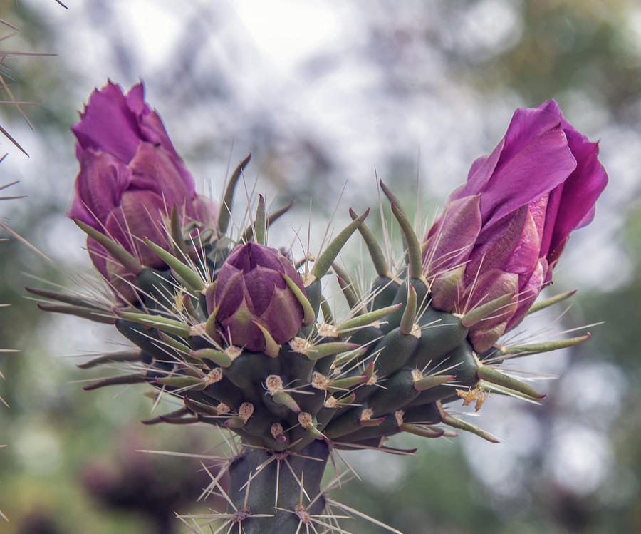 Cactus Buds Photograph by Tam Ryan