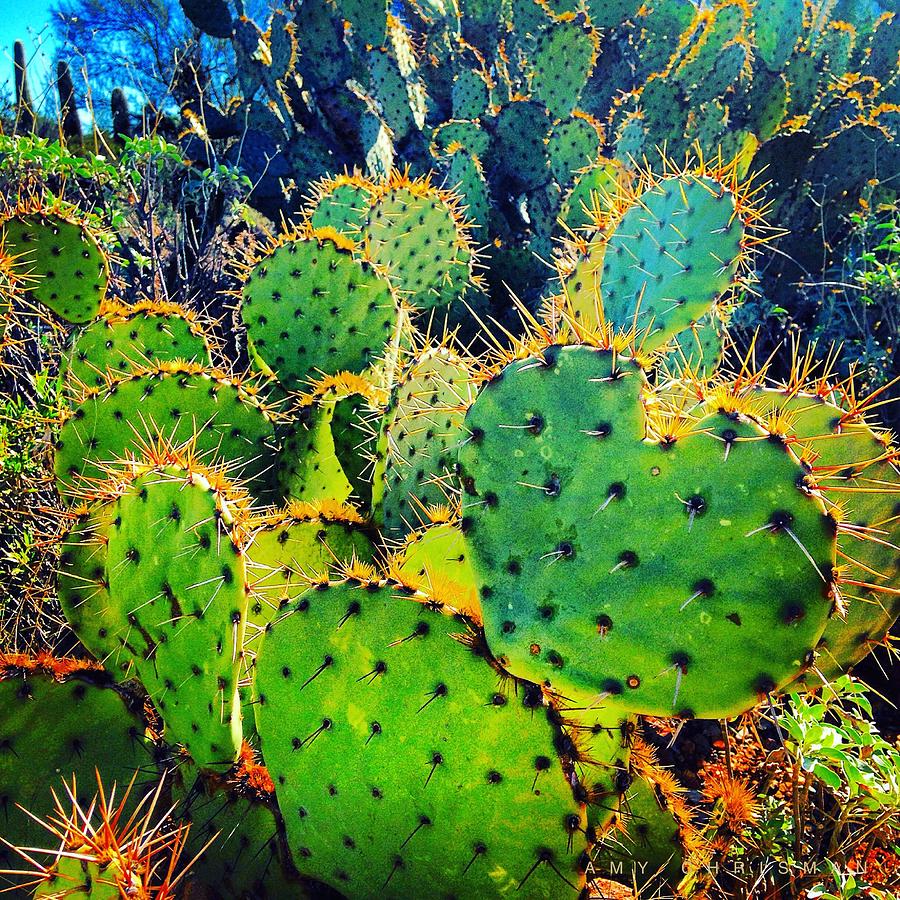 Cactus Caucus Photograph by Amy Chrisman - Fine Art America