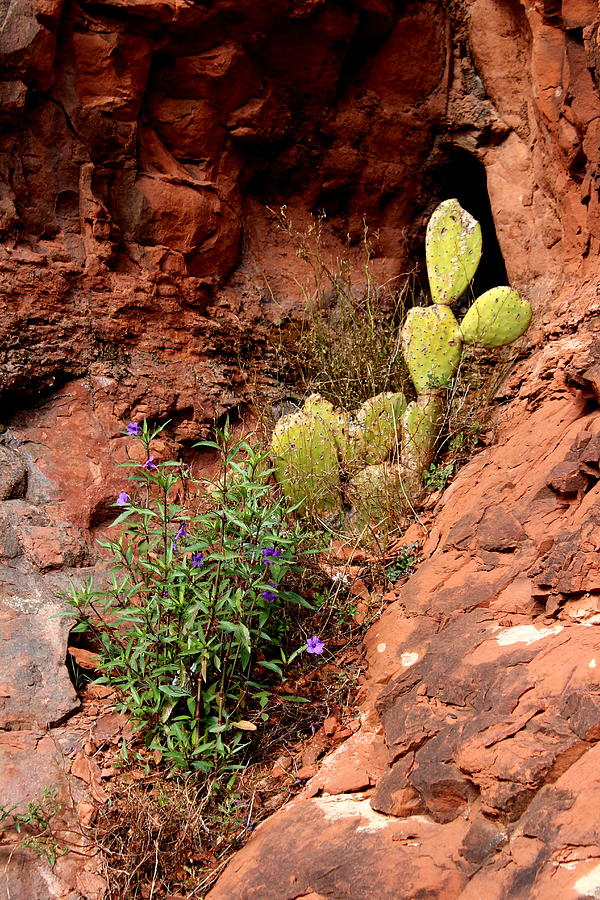 Cactus Cave Photograph Photograph by Kimberly Walker