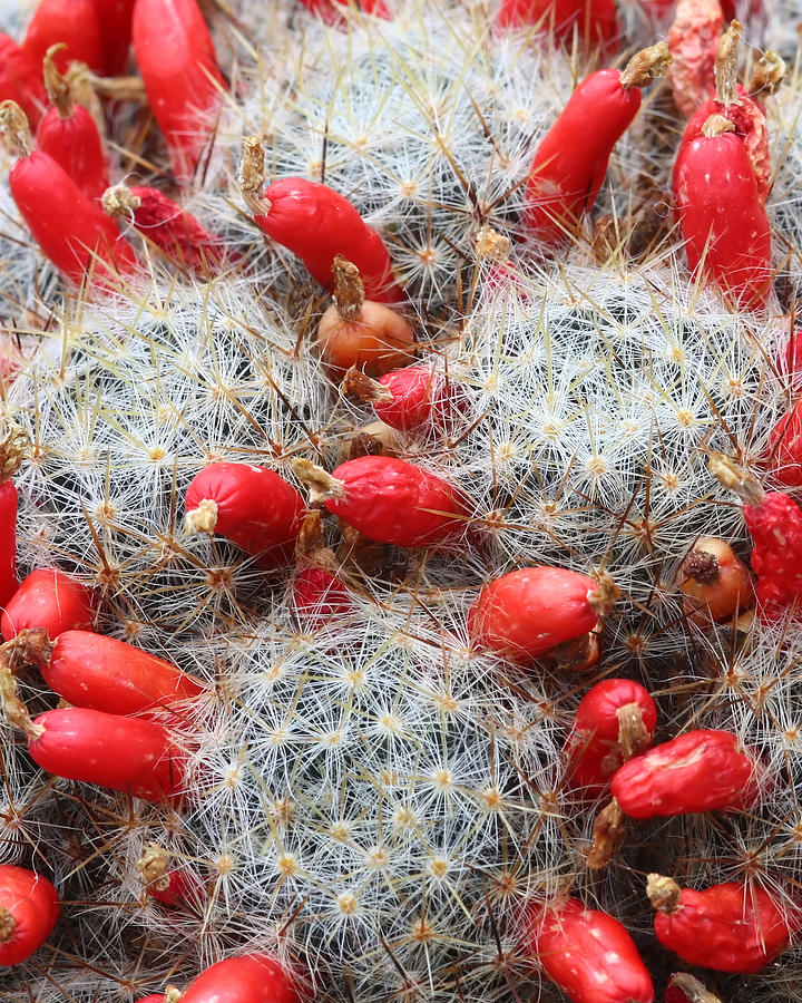 Cactus Photograph by Chris Smith