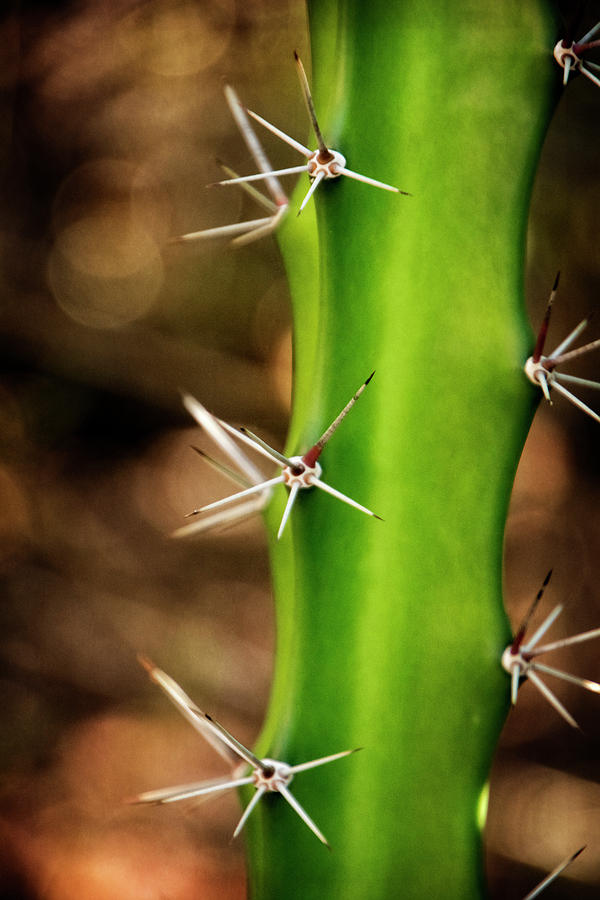Cactus Photograph by Greg and Chrystal Mimbs