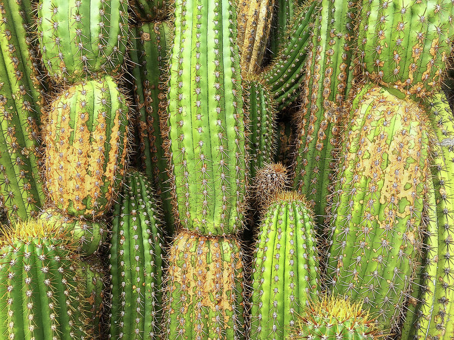 Cactus City Photograph by Matt Cegelis