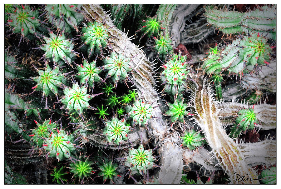 Cactus City Photograph by Peggy Dietz