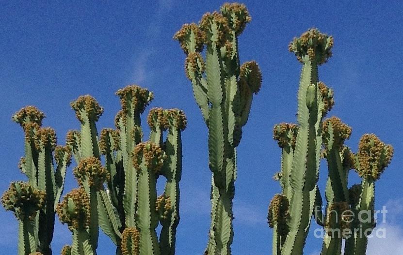 Cactus Climbing Photograph by Ishy Christine MudiArt Gallery