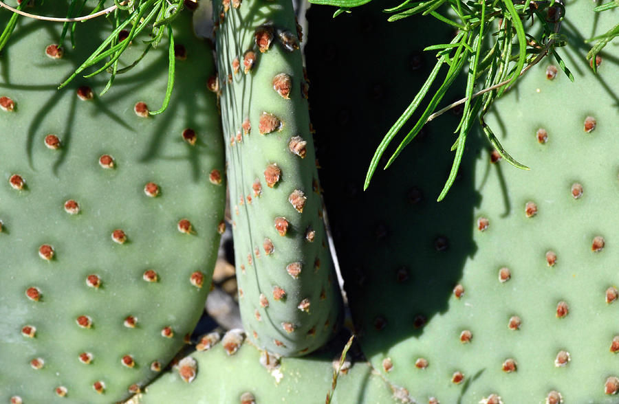 Cactus Closeup with Pine Needles Photograph by Bruce Gourley
