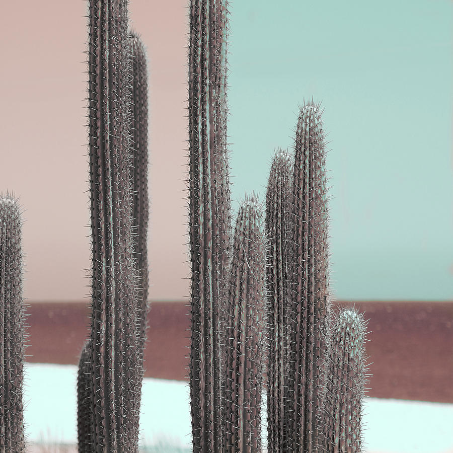 Peach Digital Art - Cactus Color Block by Suzanne Carter