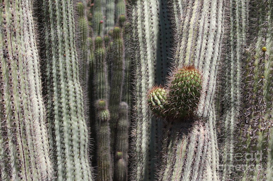Cactus Columns Photograph by Carol Groenen