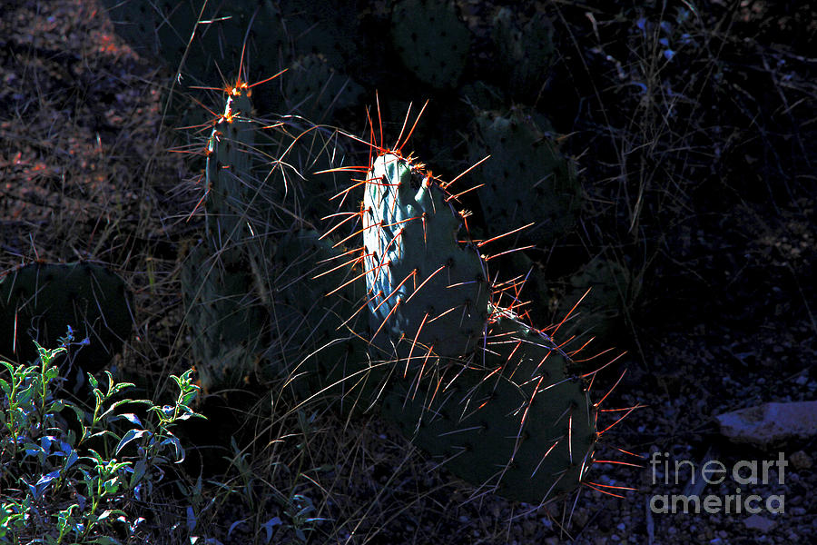 Cactus Photograph - Cactus, coming into the, Light  by David Frederick