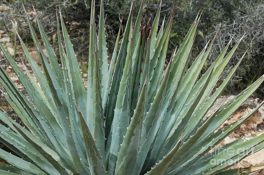 Cactus Crown Photograph by Sarah Gallitto - Fine Art America