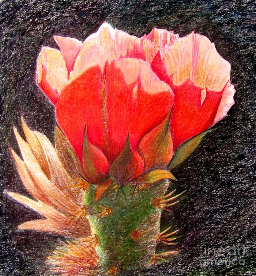 Cactus Cutie Drawing by Marilyn Smith