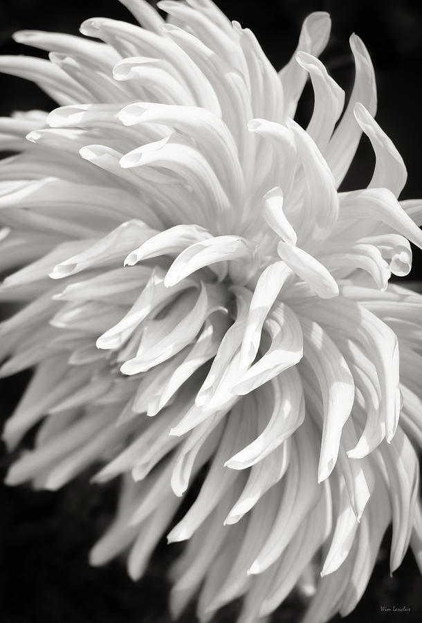 Black And White Photograph - Cactus Dahlia by Wim Lanclus