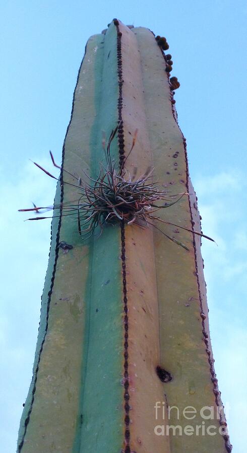 Nature Photograph - Cactus de Colores by Barbie Corbett-Newmin