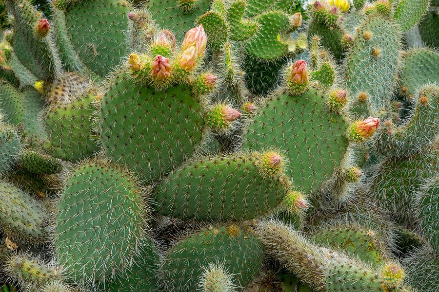 Cactus Photograph by Derek Dean