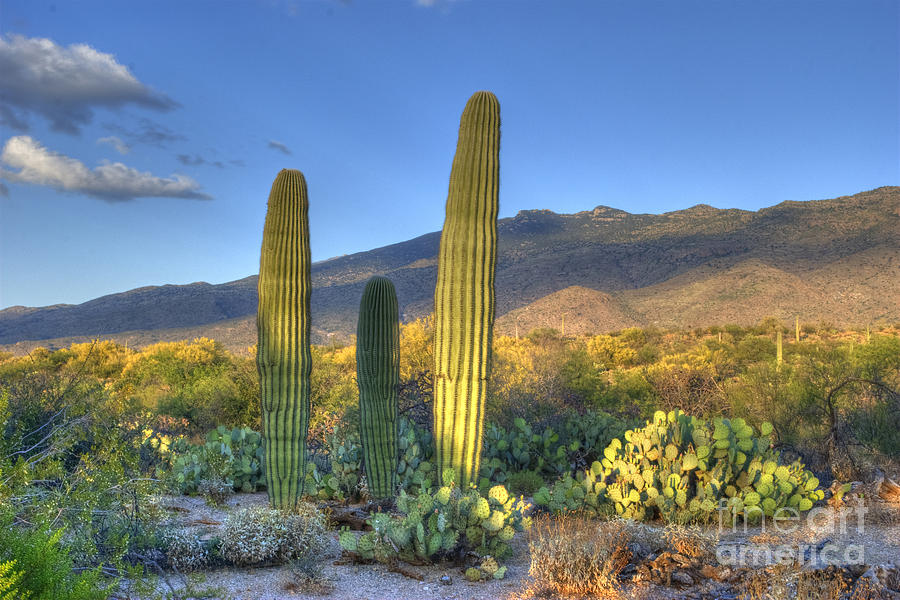 Saguaro National Park Photograph - Cactus desert landscape by Juli Scalzi