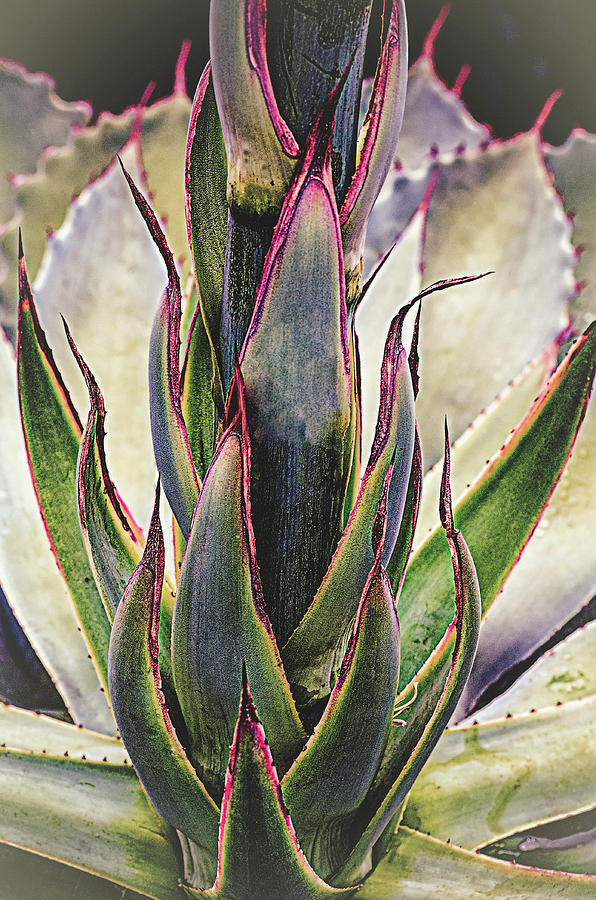 Cactus Desert Plant Photograph by Julie Palencia