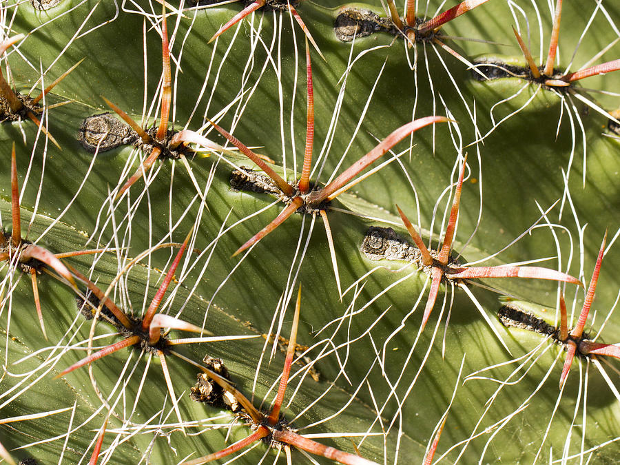 Cactus Diagonal Pattern Photograph by Jean Noren