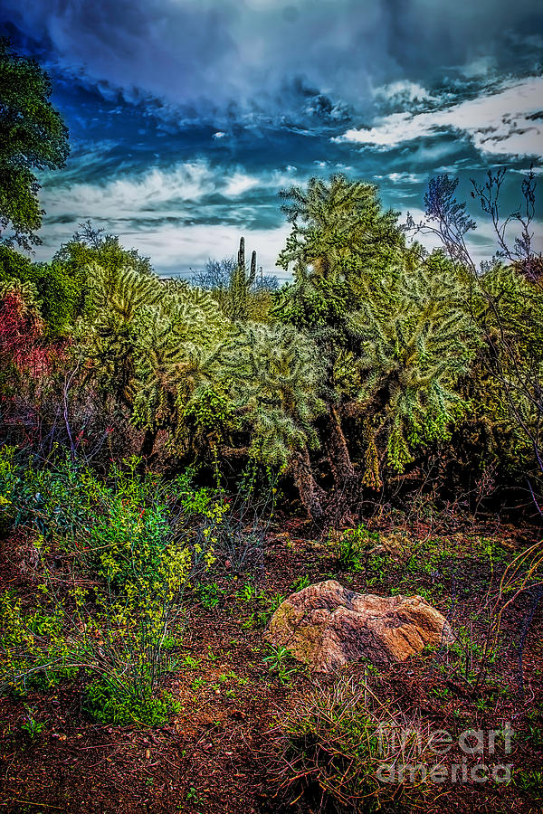 Cactus Dreams Photograph by Jon Burch Photography