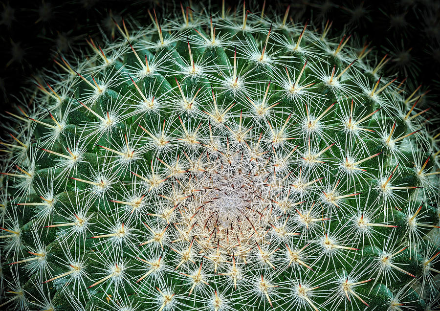 Cactus Photograph by Elmer Jensen