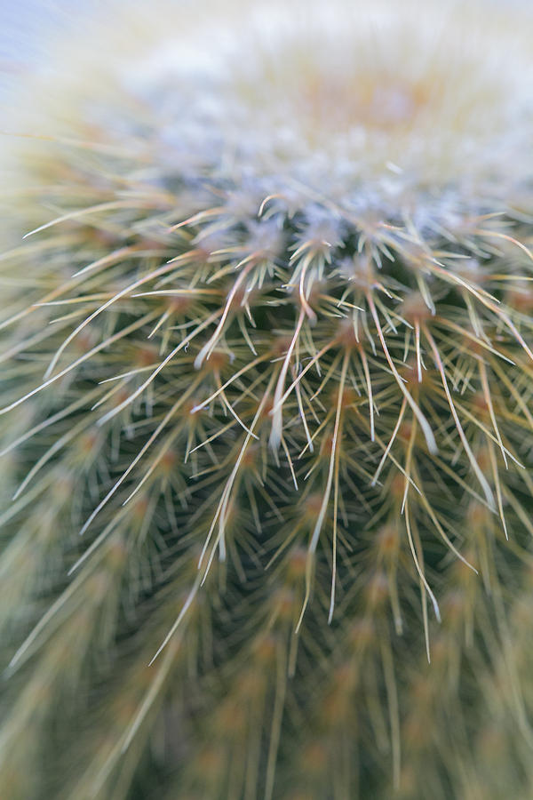 Cactus Photograph by Elvira Pinkhas