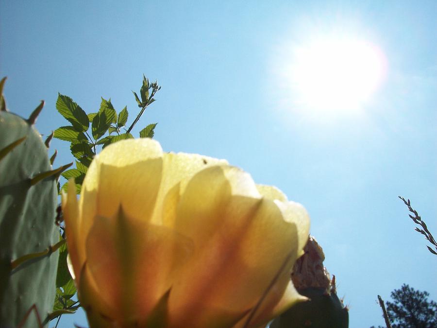 Cactus enjoying sun light Photograph by Robin Coaker