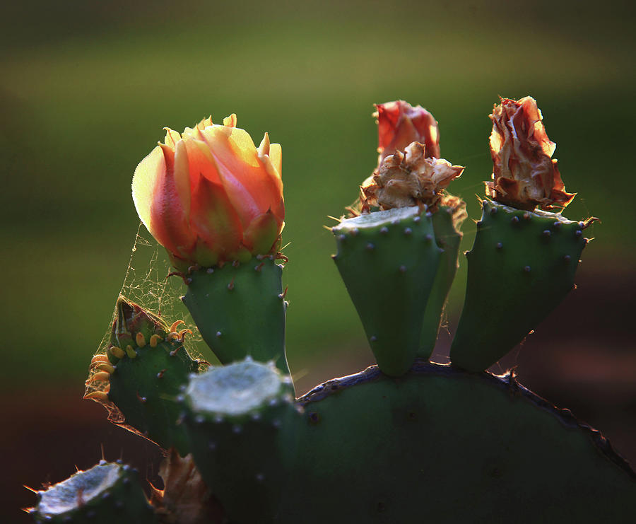 Cactus fading Photograph by Toni Hopper
