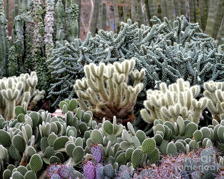 Phoenix Photograph - Cactus field by Rebecca Margraf
