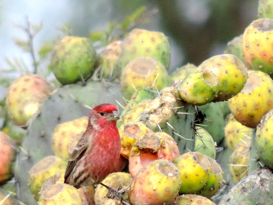 Cactus Finch Painting by Mary Gorman