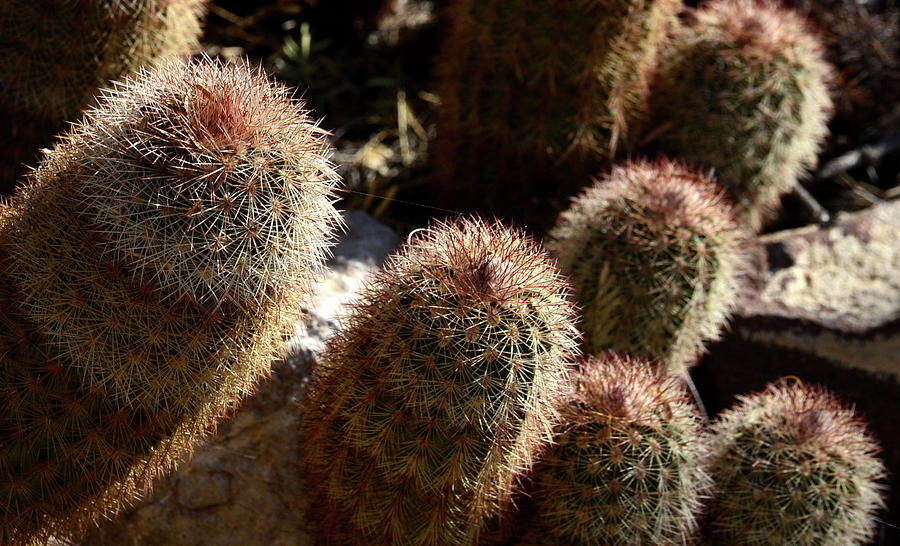Cactus Fingers Photograph by Nadalyn Larsen