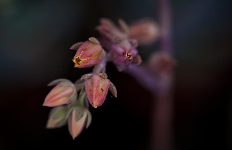 Flowers Still Life Photograph - Cactus flower 02 by Jamie Cain