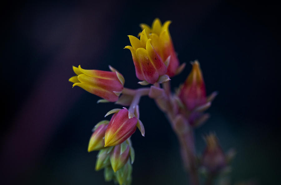 Flowers Still Life Photograph - Cactus flower 03 by Jamie Cain