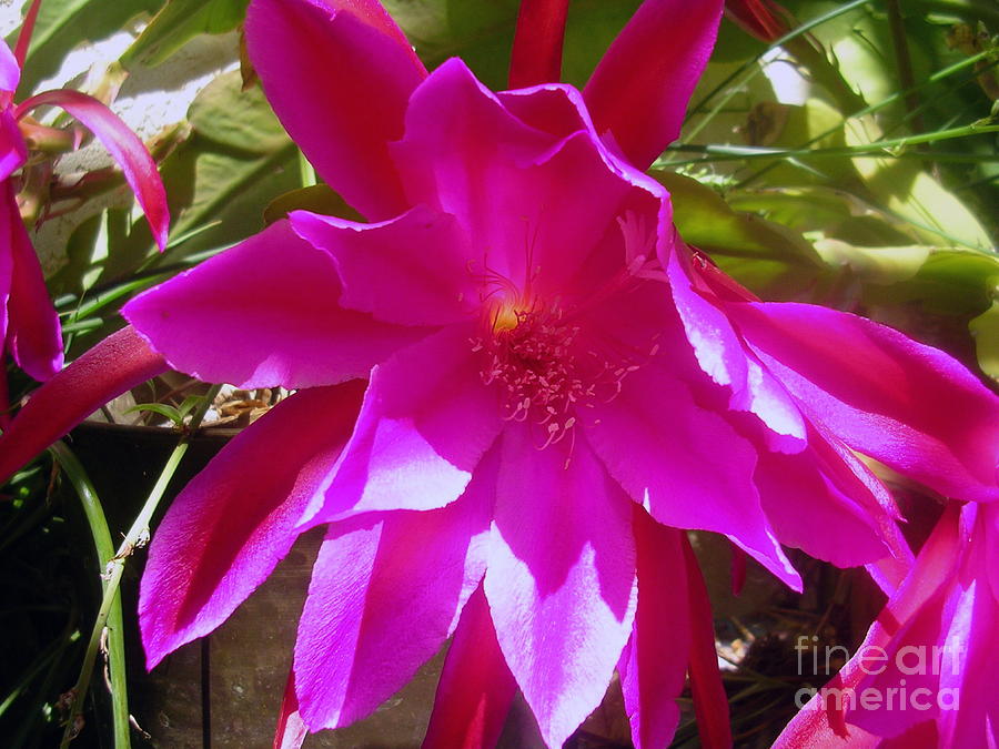 Flowers Still Life Photograph - Cactus Flower 1 by Dawn Hough Sebaugh