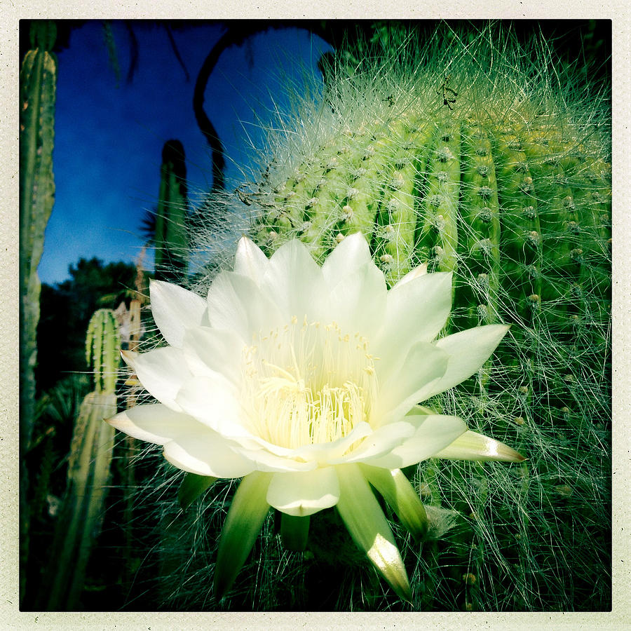 Cactus Flower 2 Photograph by Anne Thurston